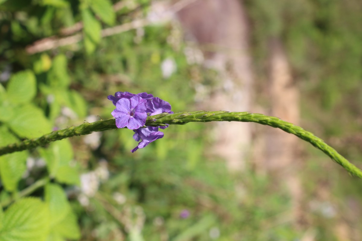 Stachytarpheta urticifolia Sims